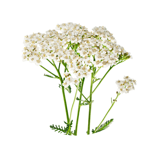 Image of Bari mijëfletësh / bar pezmi