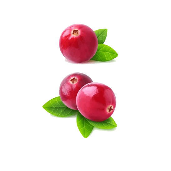 Image of Belushi (boronica e kuqe)